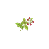 community garden berries s community garden berries s