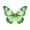 green butterly s green butterly s